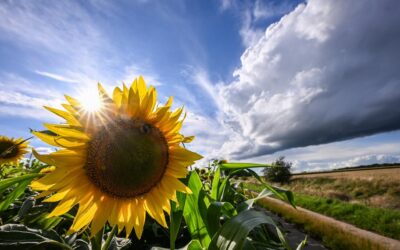 Immobilienverkauf: Warum der Sommer die beste Saison ist
